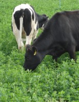 Conheça toda a ordem de produção para se conseguir uma carne bovina de qualidade