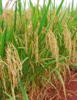 Produtores se preparam para participar da Expoarroz 2015