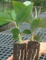 Nova técnica para obtenção de mudas de banana usa bactérias como impulsor