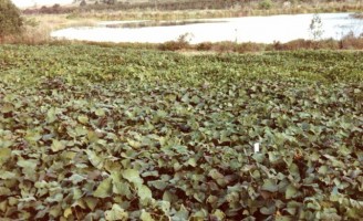 As utilidades do plantio da batata-doce