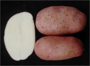 batatas novas sementes