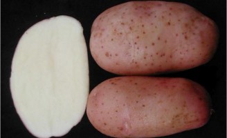 O agricultor já pode plantar novas cultivares de batata para a indústria