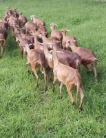 Curso vai ensinar segredos sobre a carcaça de ovinos