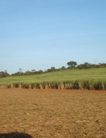 Cresce o plantio de cana de açúcar no cerrado brasileiro