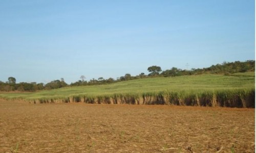 <h2><a href="https://nordesterural.com.br/cresce-o-plantio-de-cana-de-acucar-no-cerrado-brasileiro/">Cresce o plantio de cana de a&ccedil;&uacute;car no cerrado brasileiro</a></h2>Na &uacute;ltima d&eacute;cada, o setor sucroalcooleiro, no Brasil, tem um crescimento de 379% da &aacute;rea plantada na regi&atilde;o Centro-Oeste. Com isso, houve necessidade de um maior esfor&ccedil;o do setor tecnol&oacute;gico