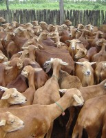O rebanho de caprinos e ovinos de corte pode ser valorizado com melhoramento genético
