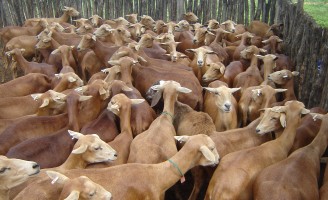 O rebanho de caprinos e ovinos de corte pode ser valorizado com melhoramento genético