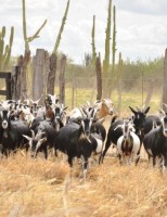 Controle no manejo do acasalamento ajuda a valorizar a criação de ovinos e caprinos