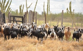 Controle no manejo do acasalamento ajuda a valorizar a criação de ovinos e caprinos