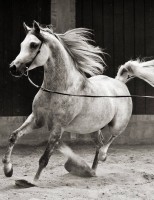 Um livro conta a história do cavalo árabe no Brasil e homenageia a associação da raça