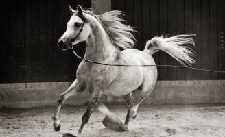 Um livro conta a história do cavalo árabe no Brasil e homenageia a associação da raça