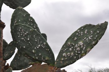 Os avanços das pesquisas para controlar o ataque da cochonilha do carmim na palma