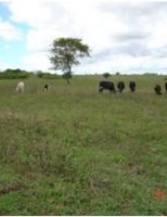 Otimizando a pastagem para o consórcio de ovinos e bovinos