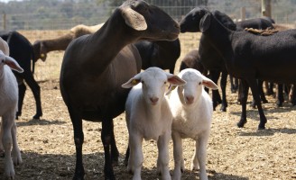 Orientações para o criadores de ovinos aprender a produzir cordeiro precoce