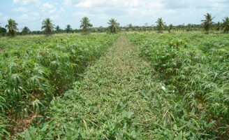 Como se produzir mandioca no semiárido usando o sistema agroecológico