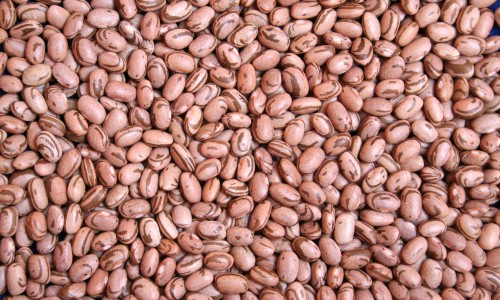 <h2><a href="https://nordesterural.com.br/pesquisadores-melhoram-as-caracteristicas-vitaminicas-do-feijao/">Pesquisadores melhoram as caracter&iacute;sticas vitam&iacute;nicas do feij&atilde;o</a></h2>Uma nova cultivar de feij&atilde;o rica em ferro e zinco est&aacute; em estudos pelos pesquisadores da Embrapa. O feij&atilde;o &eacute; um alimento que se destaca em conte&uacute;dos de minerais essenciais