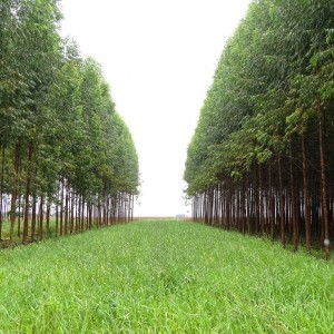 floresta
