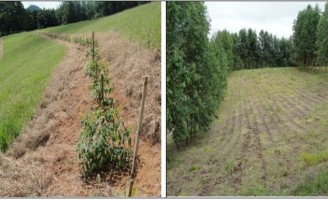 A formação de uma floresta que pode ser usada para geração de renda do agricultor