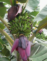 A cultura da banana no Brasil