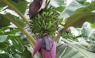 A cultura da banana no Brasil