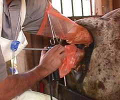 Um curso para ensinar como fazer inseminação em bovinos Um curso para ensinar como fazer inseminação em bovinos