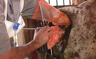 Inseminação artificial de bovinos leiteiros em pequenas propriedades