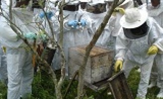 Agricultores do semiárido pernambucano recebem kit para apicultura