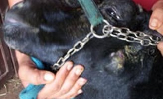 Como controlar uma doença capaz de acabar com um rebanho de caprinos e ovinos