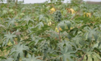 Mamona e a pecuária se destacam para o calculo do Valor da Produção Agropecuária brasileira em 2015