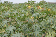Mamona e a pecuária se destacam para o calculo do Valor da Produção Agropecuária brasileira em 2015