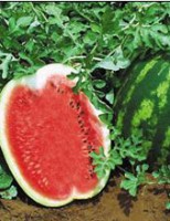 A melancia pode ser cultivada em terra firme ou em várzeas