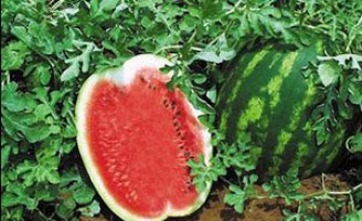 A melancia pode ser cultivada em terra firme ou em várzeas