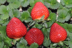 morango incaper