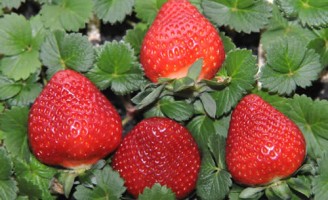 Sementes de morango próprias para plantio nos períodos quentes