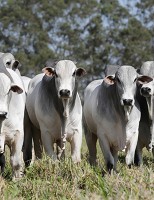 Saiu a lista dos melhores animais no ranking mineiros da raça nelore
