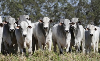 Saiu a lista dos melhores animais no ranking mineiros da raça nelore