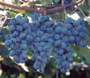 novas_cultivares_uva2