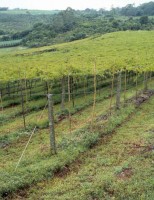 Um sistema de plantação que promove a produção de frutas