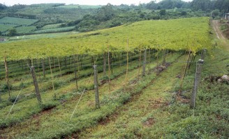 Um sistema de plantação que promove a produção de frutas