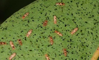 Brasil tem pesquisa que mapeia os pontos críticos para entrada de pragas no País
