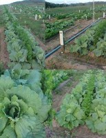 Orientações para se preparar um cultivo de plantas medicinais