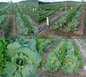 plantas medicinais