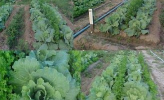 Orientações para se preparar um cultivo de plantas medicinais