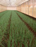 Uma técnica para melhorar o cultivo e proteger as frutas