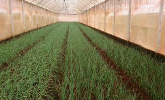 Uma técnica para melhorar o cultivo e proteger as frutas