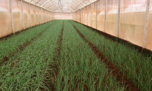 <h2><a href="https://nordesterural.com.br/uma-tecnica-para-melhora-o-cultivo-e-proteger-as-frutas/">Uma t&eacute;cnica para melhorar o cultivo e proteger as frutas</a></h2>&Eacute; a plasticultura, uma nova t&eacute;cnica que segundo o pesquisador da Embrapa Uva e Vinho, em Bento Gon&ccedil;alves, Henrique Pessoa dos Santos, &eacute; um sistema de produ&ccedil;&atilde;o, que envolve mudan&ccedil;as