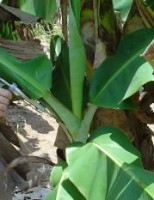 O agricultor pode fazer o controle da sigatoka-negra da bananeira com menos custo