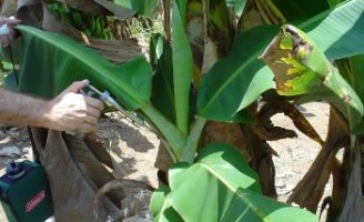 O agricultor pode fazer o controle da sigatoka-negra da bananeira com menos custo
