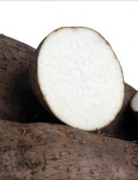 Inhame é uma opção de cultivo na propriedade porque é resistente à pragas