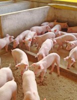 Um manejo simples para melhorar a produção de suínos